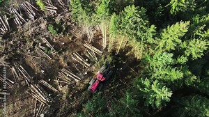 Top down view of Logging Equipment in Action at the Forest - processing spruce forest. Mechanic tool for gripping trunks and cut to length logs before stacking.
