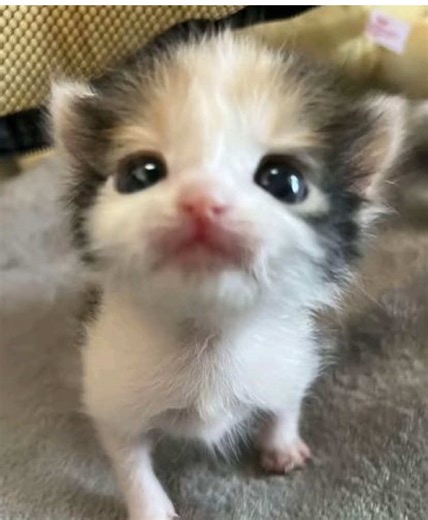 Stay Awesome with Pusheen Plush Collection