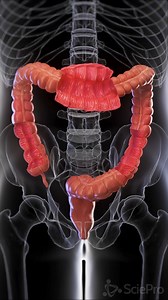 94K views · 567 reactions |  The Large Intestine: A Marvel of...