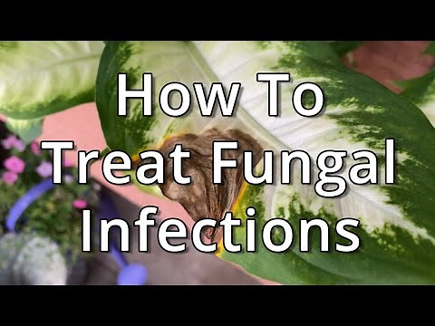 How To Treat Fungal Infections On Houseplants