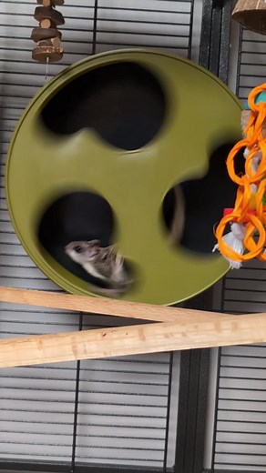 Exploring the Sounds of Flying Squirrels