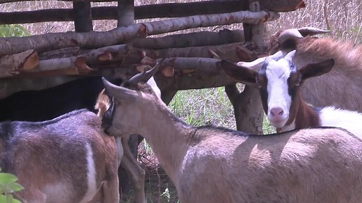 Zambian goat farmers see surge in demand