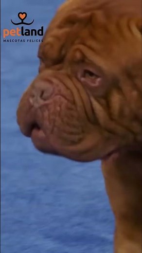 Discovering the Ancient Dog de Bordeaux: A Timeless Guardian