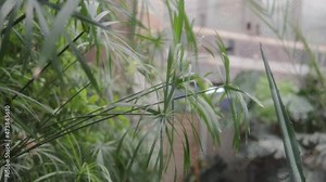 GreenhouseCyperus alternifolius also known as the umbrella papyrus, umbrella sedge.