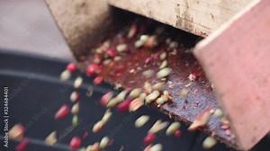 Hulling coffee beans in a machine. Close up shot.