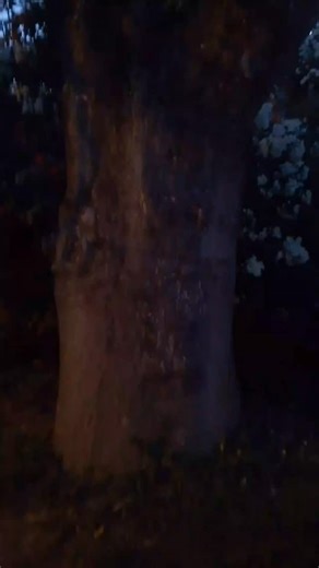 2.4K views · 98 reactions | So you think I IyaAgan Ajetunmobi, I...