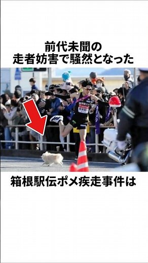 【箱根駅伝】ポメラニアン乱入で大惨事寸前…飼い主に批判殺到 #犬 #炎上 #雑学
