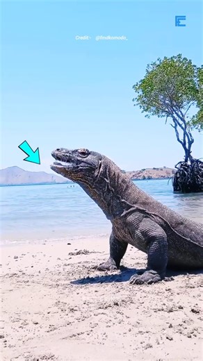 Deadliest Reptile Secret Revealed #shorts