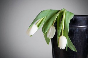 Why Are My Tulips Drooping? (Possible Problems Solution)