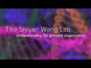 Genome Architectures & Spatial Transcriptomics - The Siyuan Wang Lab at Yale School of Medicine