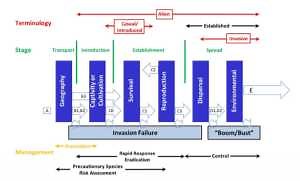 Alien language: Stages of invasion