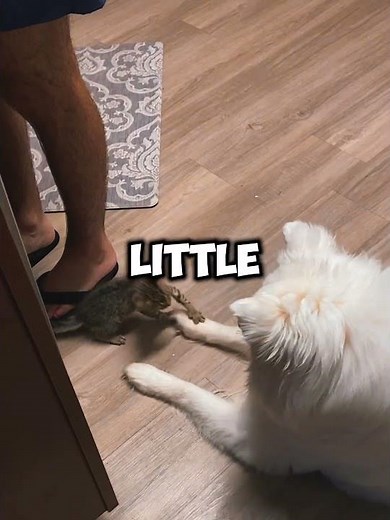 When Dog Accepts A Kitten🐶🐱 #shorts