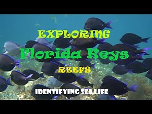 Identifying Some of the Reef Fish of the Florida Keys