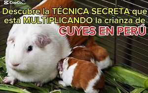 11K views · 161 reactions | DESCUBRE la técnica SECRETA que multiplica la crianza de cuyes en Perú - CICLO REPRODUCTIVO DEL CUY Descubren la técnica secreta que multiplica la crianza de cuyes en Perú. LESCOMPARTO parte de la ponencia con los amigos de Peru agro | TECNOCuy Ecogranja | Facebook
