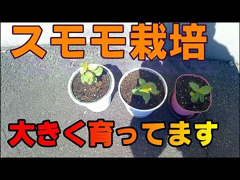 134-【スモモ栽培】スモモ(プラム)の植え替え