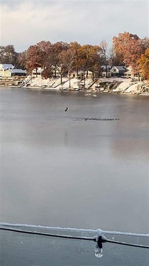 Watching the bald eagle work, On Pretty Lake! | Thomas Flynn