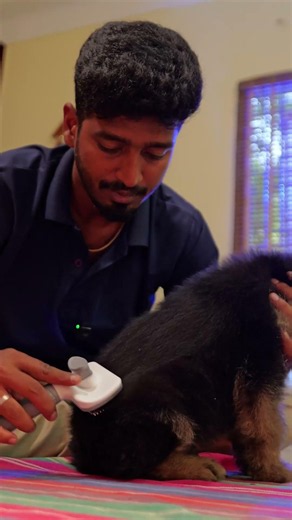 🐾 Day 11: Karuppan’s Grooming Routine! Cute GSD Puppy 😍 #shorts #grooming #karuppan