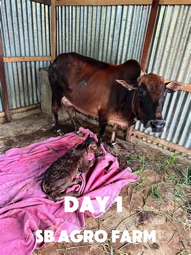 Adorable Calf Born on Farm | Day 1-850