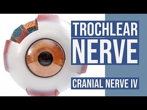 Cranial Nerve IV - Trochlear Nerve