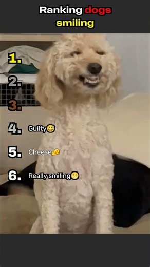 Ranking the happiest dog smiles—pure joy in every grin 🐶😊❤️#pets #cute