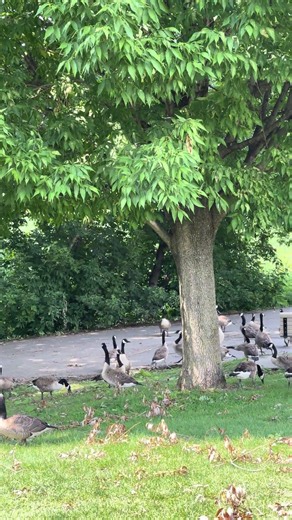 A Parade of Canada Geese Takes Over the Park! 🪿 #Shorts