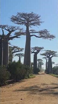 Stunning scenery: The Avenue of the Baobabs in Madagascar (May 19, 2025)