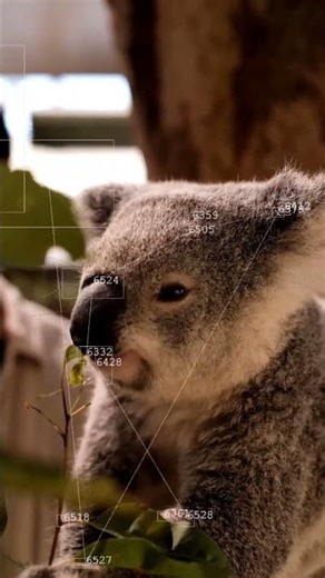 Detection of Koala Movements