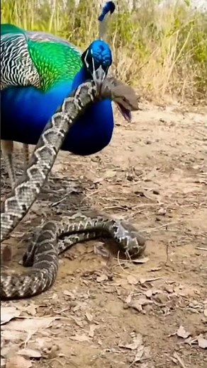 Peacock’s Beak vs Snake’s Fangs — Who Wins? 🐍⚔️