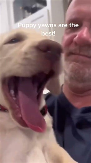 Dog tries to climb the stairs — fails spectacularly 🐶 #DogStairFail #FunnyDogs #Shorts #Trending