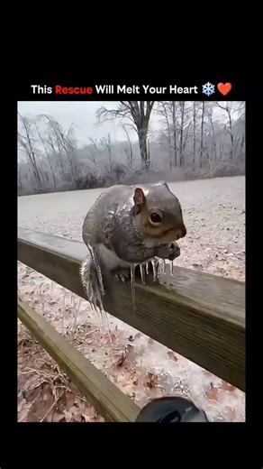Mindverse.io™ on Instagram: "This viral 15-second video captures a gray squirrel's tail frozen to an icy wooden fence in a snowy landscape, freed by a gloved rescuer pouring warm water from a thermos, leading to the animal's safe escape. Posted by an animal enthusiast account on January 10, 2026, it exploded to 13 million views and 14,000 likes within a day, fueled by heartwarming appeal amid winter wildlife hazards. While replies debate plausibility due to ice adhesion physics, real precedents—