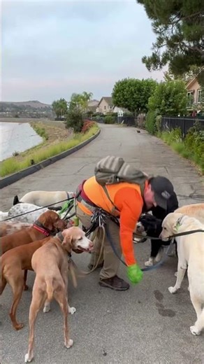 DOGEX:showing full poop bags isn’t enough for some young minds #dogpoop #poopscoop #attentionspan