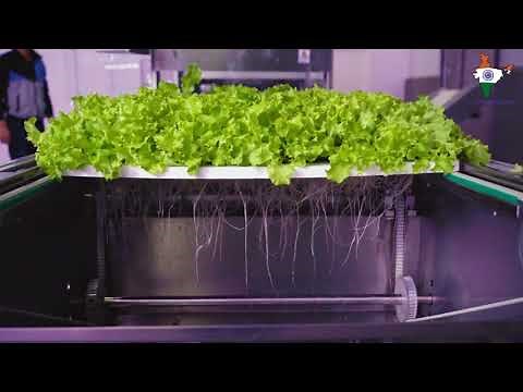 Nordic Harvest Europe's largest vertical farm