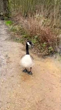 Chatting Canada goose | feeding wild birds