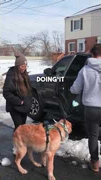 Teach your dog how to get into cars