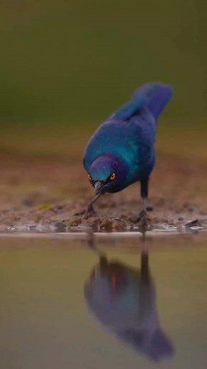 15K views · 584 reactions | Magnifique 殺 #bird #nature #birds | Dans la nature | Facebook