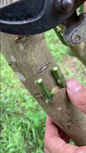 simple lemon tree grafting