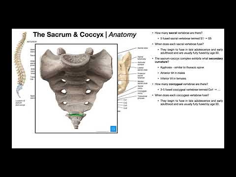 Anatomy of the Sacrum & Coccyx [+ other relevant structures]