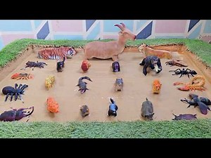 The Fascinating World of Aggressive Wild Animals and Venomous Insects
