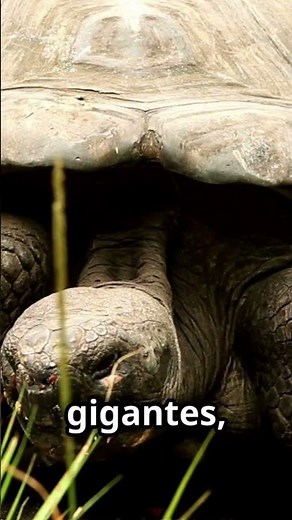 Charles Darwin y el Misterio de las Galápagos #charlesdarwin #islasgalapagos #teoriaevolucion