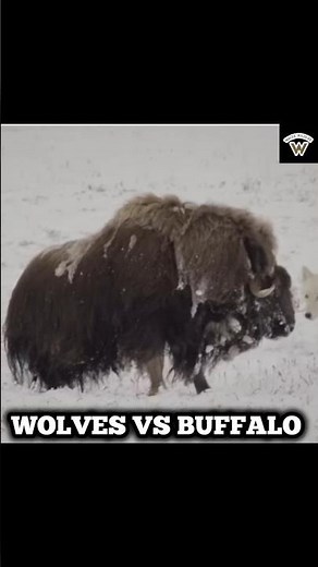 WOLVES VS BUFFALO 🦬 🐺