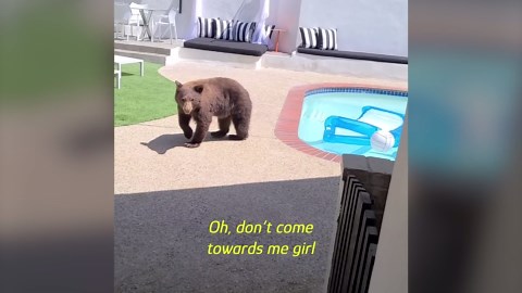 A bear took over his backyard pool - and then came back with cubs