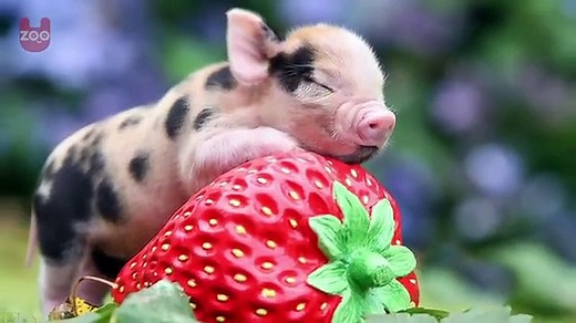 The Truth About Micro Pigs- Full Grown Micro Pigs - video Dailymotion