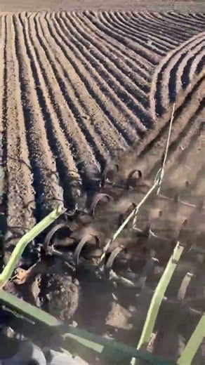 1958 JD 520 weeding with a spring tooth harrow in 5th gear. #cciwb #tractor #tractorvideo