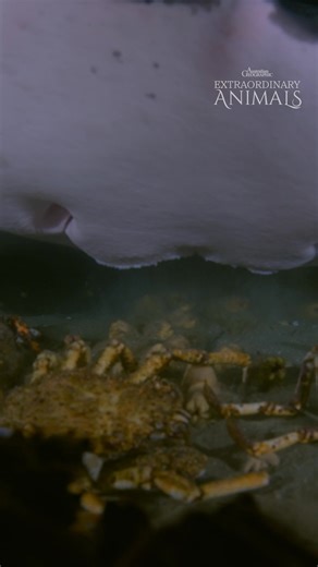 6.2K views · 153 reactions | A crab feast that practically walks right into your mouth? Count these stingrays in! 呂 Giant spider crabs move in massive groups towards the shallows to molt every winter – leading them right into the waiting stingrays' mouths. These stingrays press their pectoral fins to the seafloor to trap the crabs before sucking them into their fate. #ausgeo #seeaustralia #stingray #crab #underwatervideography | Australian Geographic | Facebook