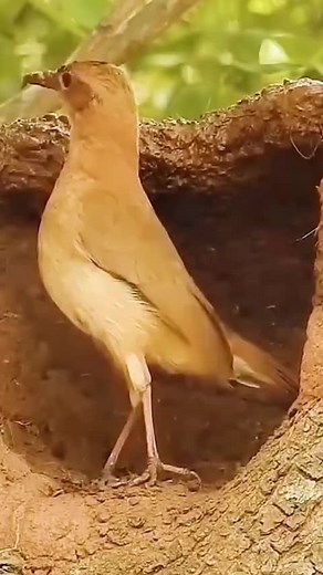 Captivating Dove Interactions in Natural Settings