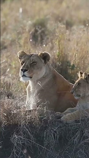Serengeti National Park, Tanzania: The Great Migration #africa