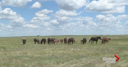 Where do the Calgary Stampede’s bucking horses come from?