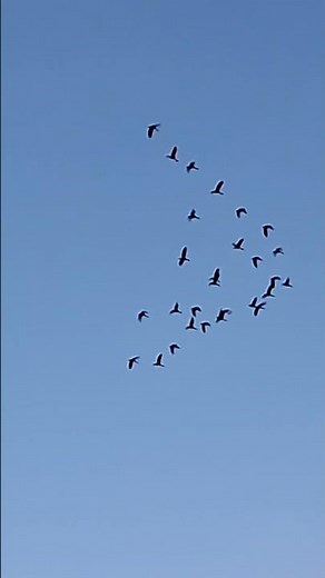 Unbelievable! A Duck Flying Like an F-35 Fighter Jet