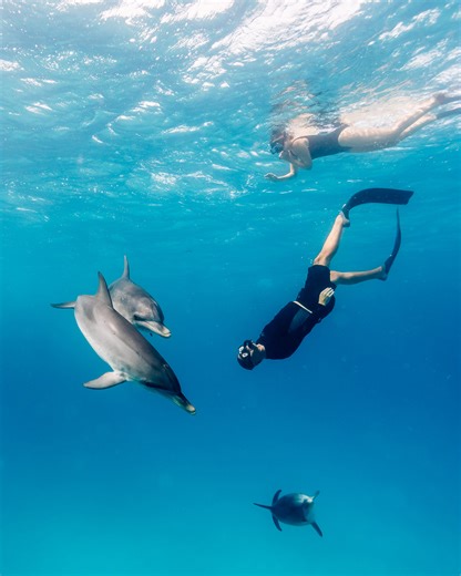 Once you experience the underwater world of Bimini, you’ll be back for seconds soon enough. #TheBahamas | Travel Bahamas