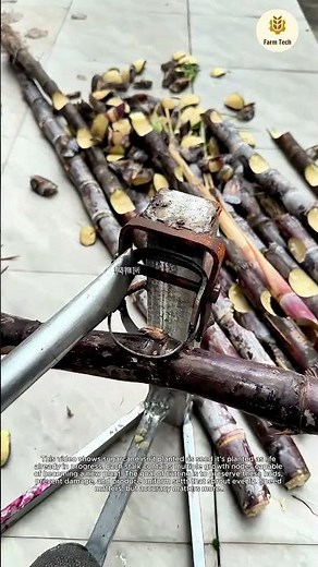 How to Easily Cut Sugarcane for Planting